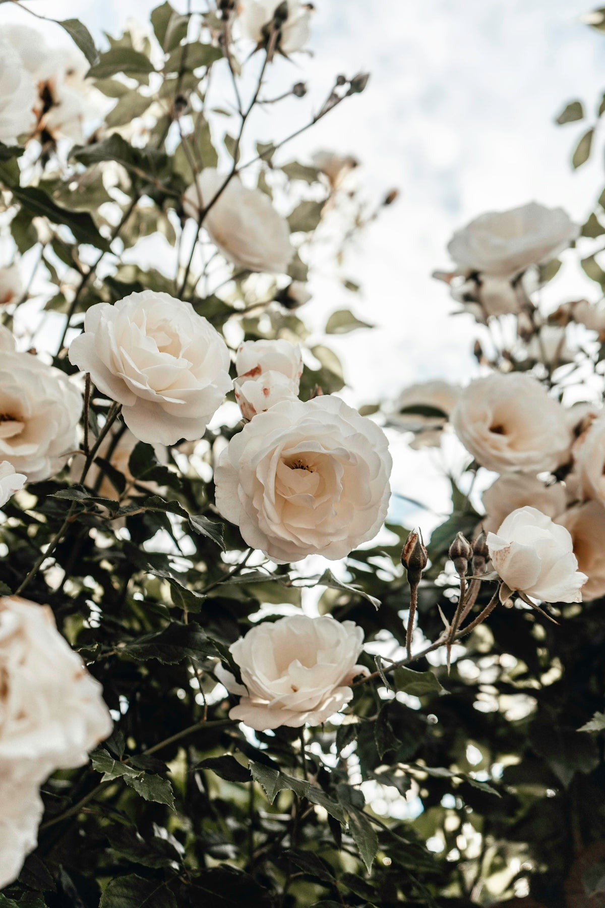 white roses in bloom during daytime