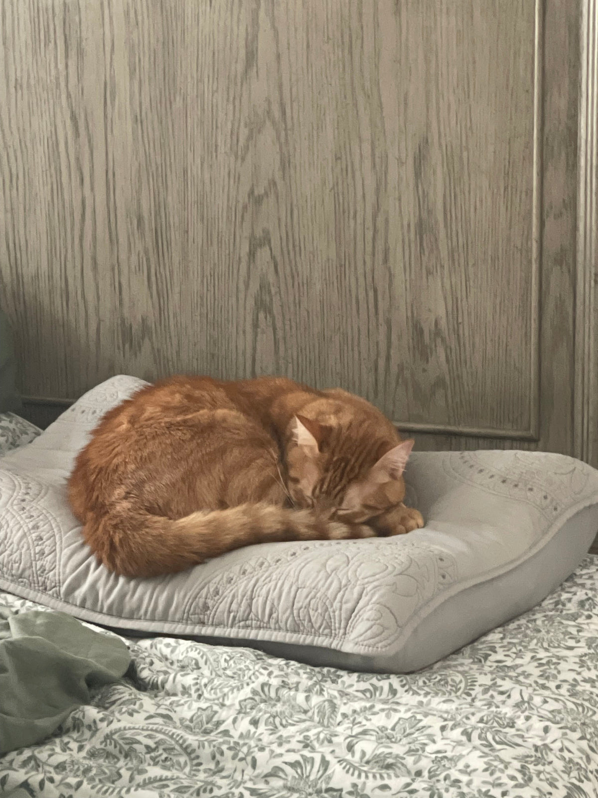 A cozy orange cat sleeping on a soft pillow, perfect for relaxation like the best candle scents for sleep.